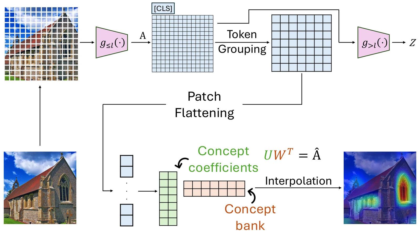 Pipeline diagram. An image is split into patches and passed through the transformer prefix, giving patch-token activations A. Adjacent tokens are grouped, flattened, and factorized into concept coefficients U and a concept bank W, with U W transpose approximating A, while the transformer suffix receives the original, ungrouped tokens. The coefficients are interpolated back to image resolution as a heatmap.